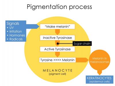 pigmentation process